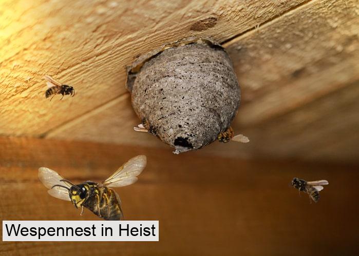 Wespennest in Heist